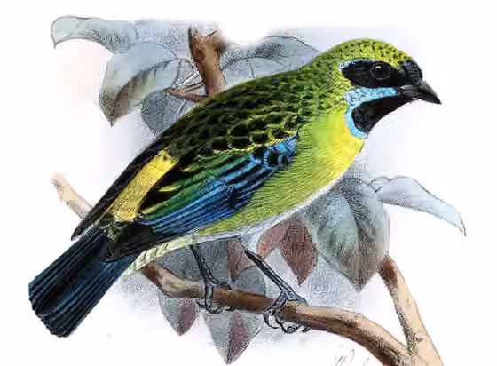Ilustrasi Tangara johannae