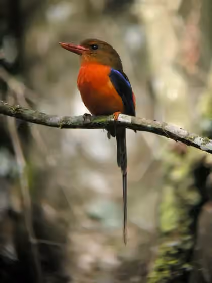 Dokumentasi Tanysiptera danae