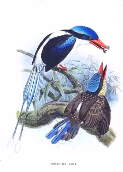 Ilustrasi Tanysiptera galatea