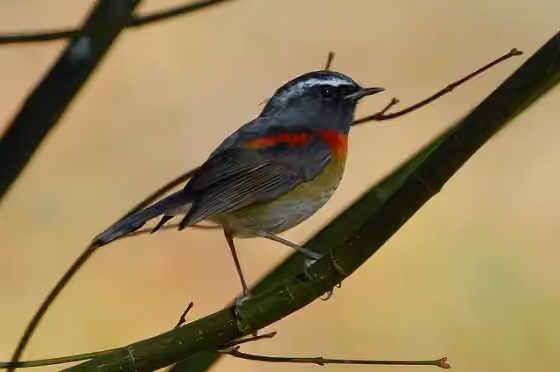 Dokumentasi Tarsiger johnstoniae