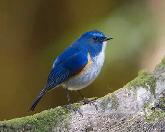 Dokumentasi Tarsiger rufilatus