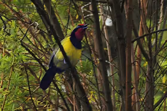 Dokumentasi Telophorus dohertyi