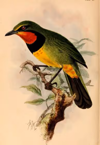 Ilustrasi Telophorus viridis