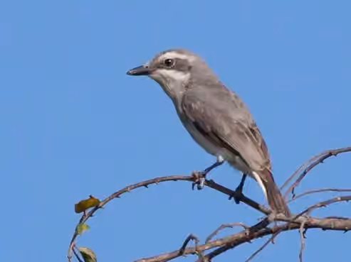 Dokumentasi Tephrodornis affinis