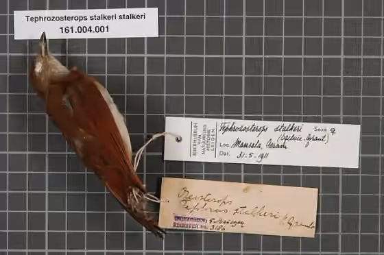 Spesimen museum Tephrozosterops stalkeri