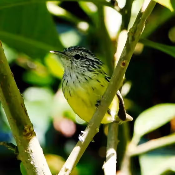 Dokumentasi Terenura maculata
