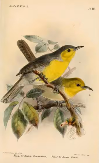 Ilustrasi Teretistris fornsi pada burung nomor 2 di atas, bersama Teretistris fernandinae di bawah.