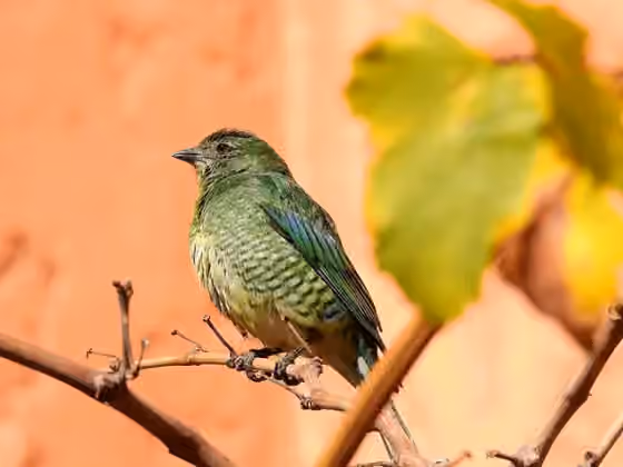Dokumentasi Tersina viridis