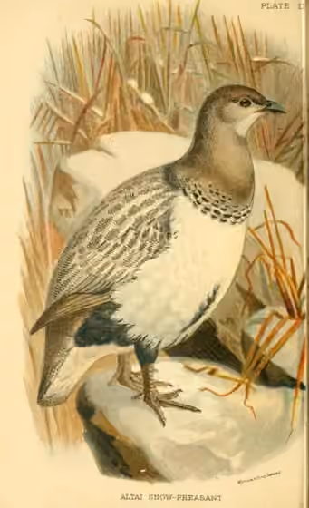 Ilustrasi Tetraogallus altaicus
