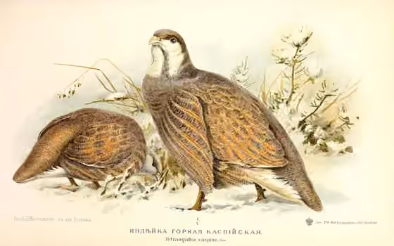 Ilustrasi Tetraogallus caspius