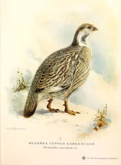 Ilustrasi Tetraogallus caucasicus