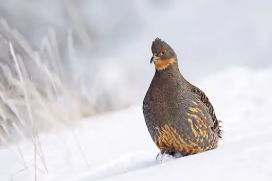 Dokumentasi Tetraophasis szechenyii