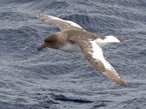 Dokumentasi Thalassoica antarctica