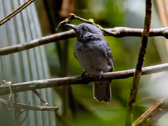 Dokumentasi Thamnomanes saturninus