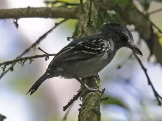Dokumentasi Thamnophilus atrinucha