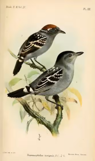 Ilustrasi Thamnophilus insignis