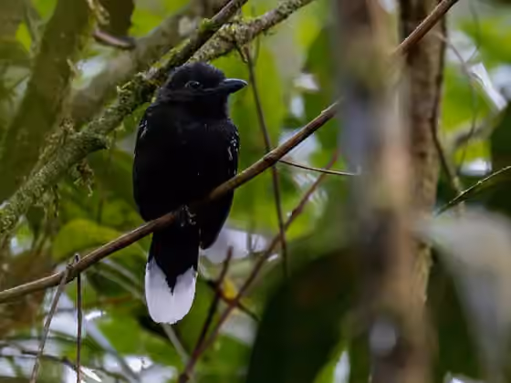 Dokumentasi Thamnophilus melanothorax
