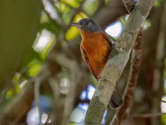 Dokumentasi Thamnophilus nigrocinereus