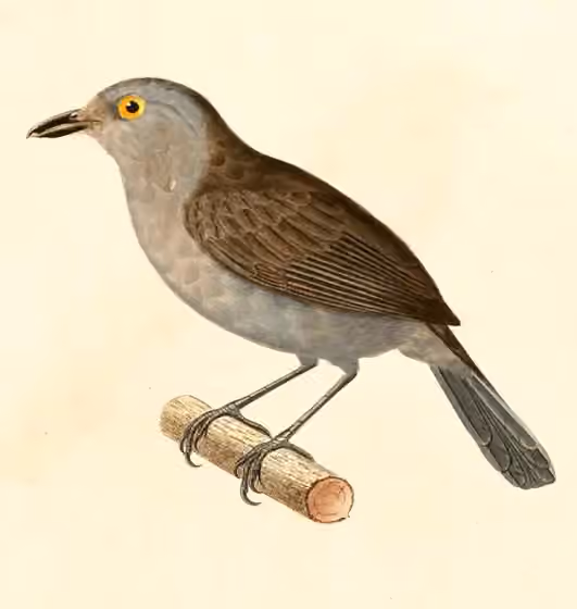 Ilustrasi Thamnophilus schistaceus