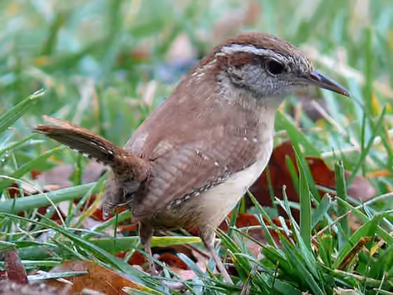 Dokumentasi Thryothorus ludovicianus
