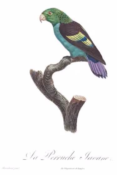 Ilustrasi Touit batavicus