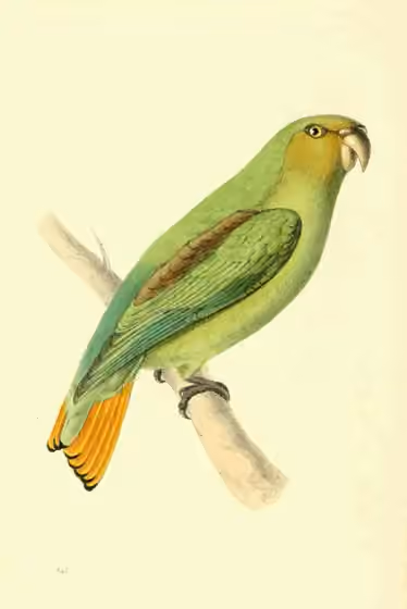 Ilustrasi Touit surdus