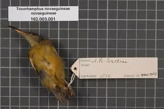Spesimen museum Toxorhamphus novaeguineae