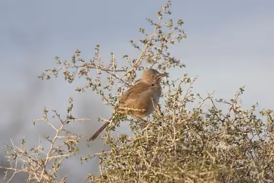 Dokumentasi Toxostoma bendirei