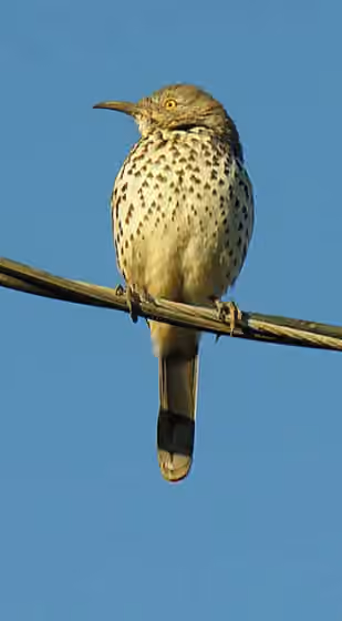 Dokumentasi Toxostoma cinereum
