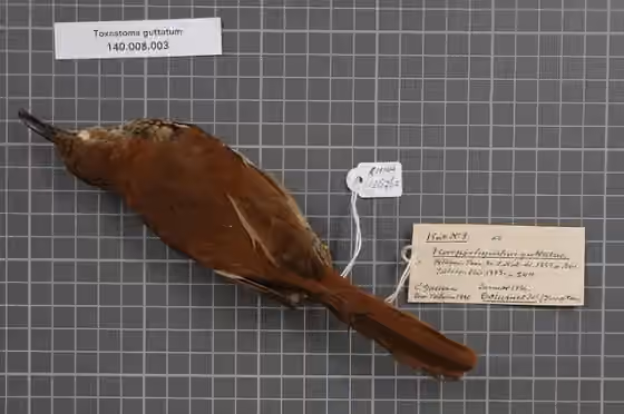 Spesimen museum Toxostoma guttatum