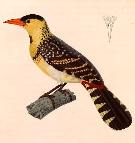 Ilustrasi Trachyphonus margaritatus