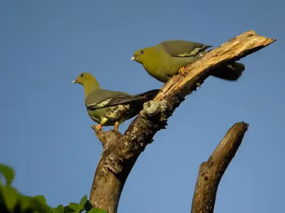 Dokumentasi Treron australis