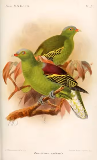 Ilustrasi Treron axillaris