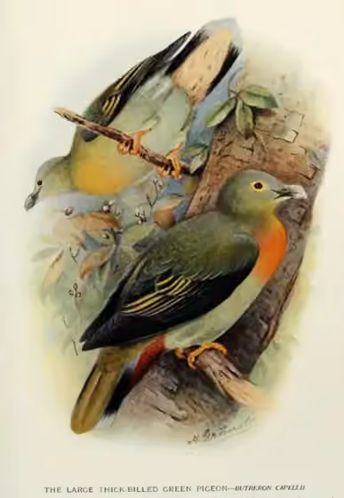 Ilustrasi Treron capellei