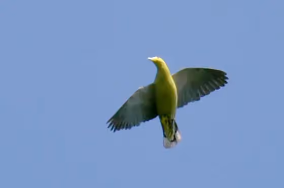 Dokumentasi Treron chloropterus