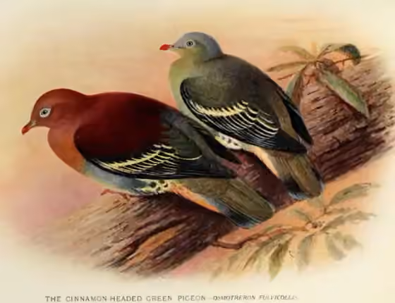 Ilustrasi Treron fulvicollis