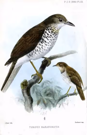 Ilustrasi Turdus maranonicus