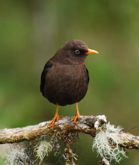 Dokumentasi Turdus nigrescens