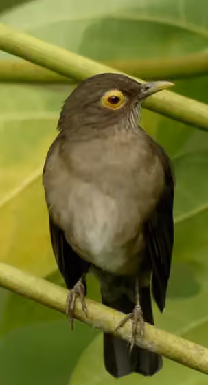 Dokumentasi Turdus nudigenis