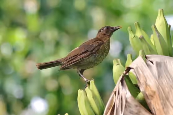 Dokumentasi Turdus olivaceofuscus