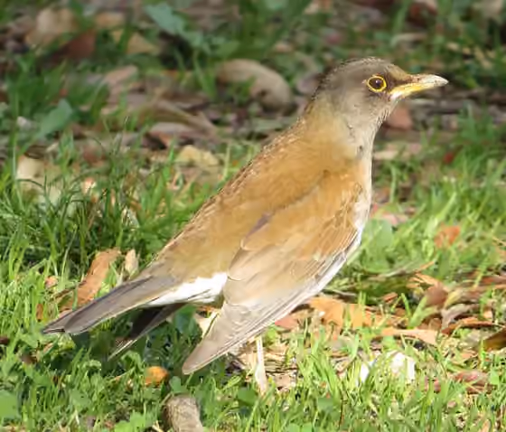 Dokumentasi Turdus pallidus