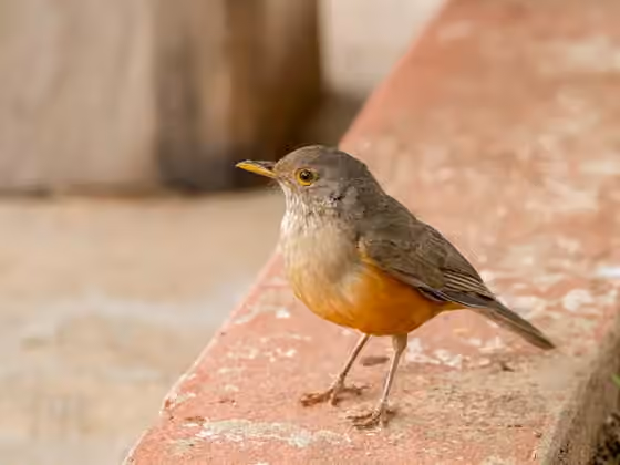 Dokumentasi Turdus rufiventris