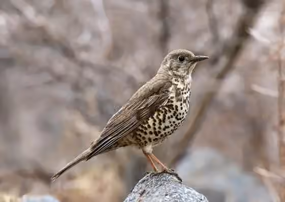 Dokumentasi Turdus viscivorus
