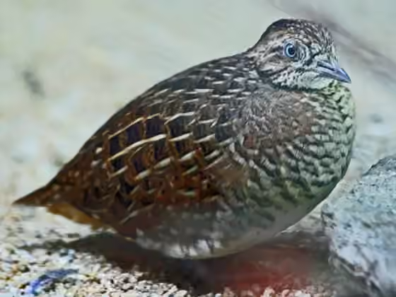 Dokumentasi Turnix nigricollis