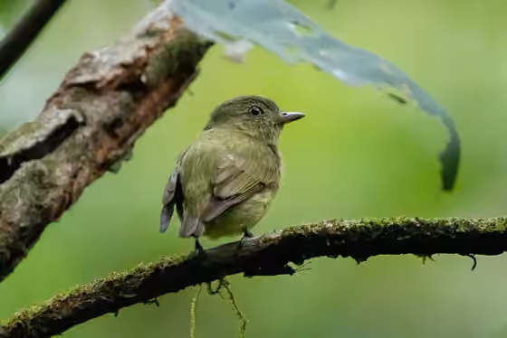 Dokumentasi Tyranneutes stolzmanni