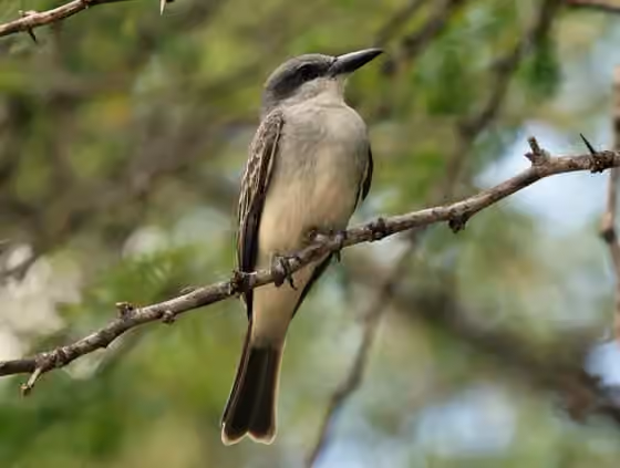 Dokumentasi Tyrannus dominicensis