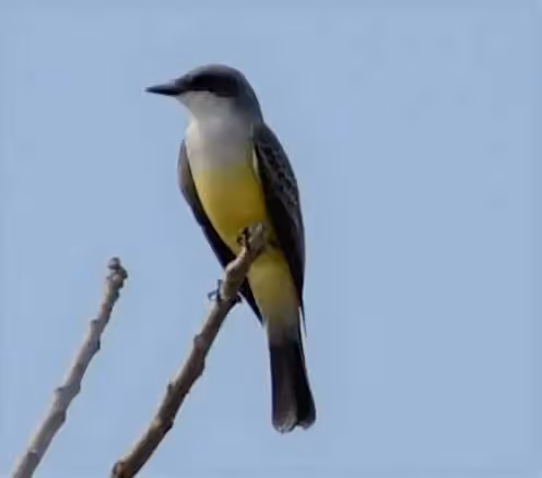Dokumentasi Tyrannus niveigularis