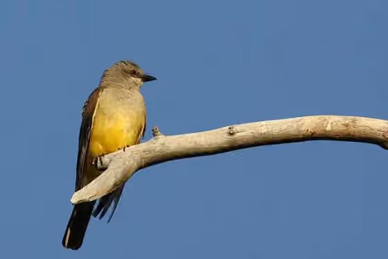 Dokumentasi Tyrannus vociferans