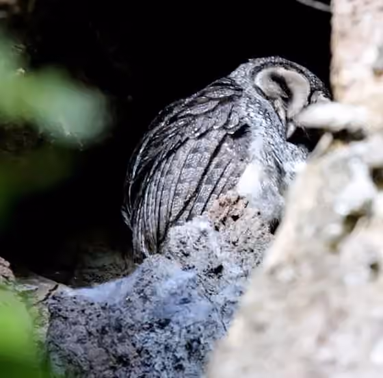 Dokumentasi Tyto multipunctata