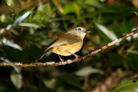 Dokumentasi Vireo osburni